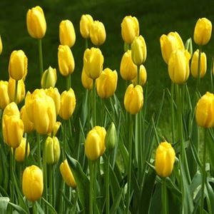 Meet your Posher, Jillian